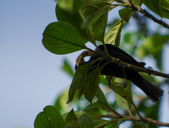 Conirostrum albifrons