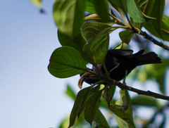 Conirostrum albifrons