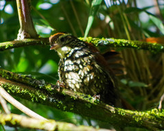 Margarornis squamiger