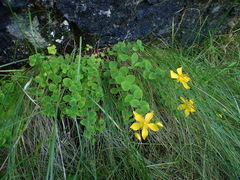Hypericum nummularium