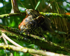 Margarornis squamiger