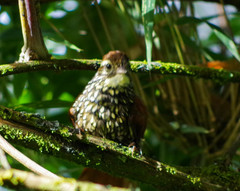 Margarornis squamiger