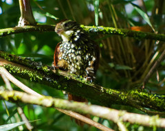 Margarornis squamiger