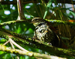 Margarornis squamiger