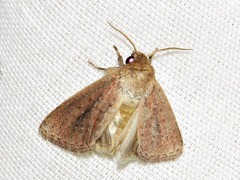 Aspidifrontia rufescens