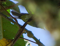 Cnemoscopus rubrirostris