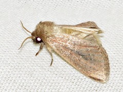 Aspidifrontia rufescens