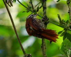 Margarornis squamiger