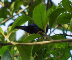 Conirostrum albifrons