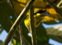 Cnemoscopus rubrirostris