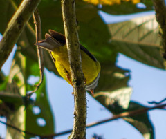 Cnemoscopus rubrirostris