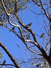Bombycilla cedrorum