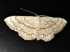 Scopula sinnaria