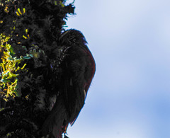 Margarornis squamiger