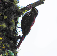 Margarornis squamiger