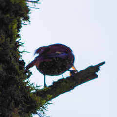 Margarornis squamiger