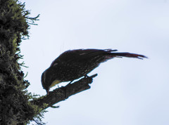 Margarornis squamiger