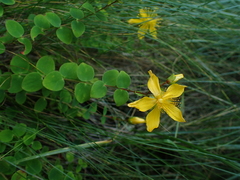 Hypericum nummularium