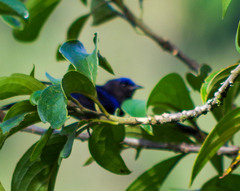 Conirostrum albifrons