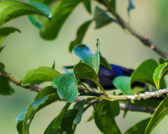 Conirostrum albifrons