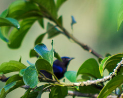 Conirostrum albifrons