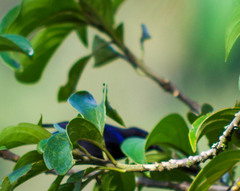 Conirostrum albifrons