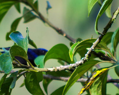 Conirostrum albifrons