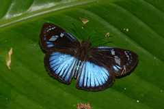 Pythonides jovianus fabricii