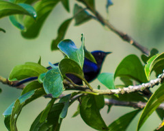 Conirostrum albifrons
