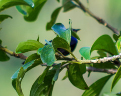 Conirostrum albifrons