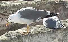 Larus michahellis