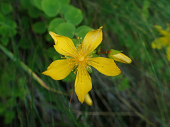 Hypericum nummularium