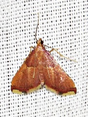 Endotricha erythralis