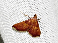 Endotricha erythralis