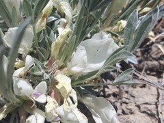 Astragalus gilviflorus