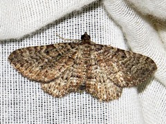 Horisme punctiscripta