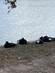 Cairina moschata domestica