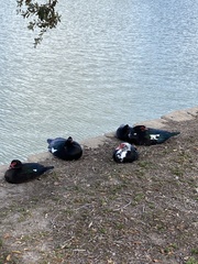 Cairina moschata domestica