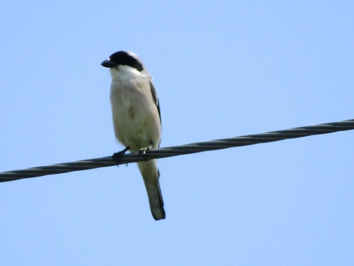 Alcaudón chico (Lanius minor)