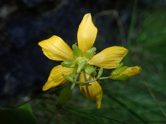 Hypericum nummularium