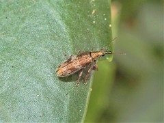 Rhicnobelus metallicus