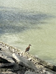 Dendrocygna autumnalis