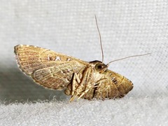 Rhesala moestalis
