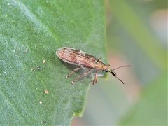 Rhicnobelus metallicus