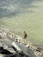 Dendrocygna autumnalis