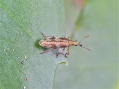 Rhicnobelus metallicus