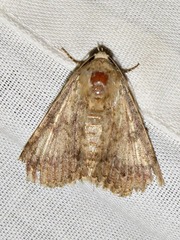 Pandesma robusta