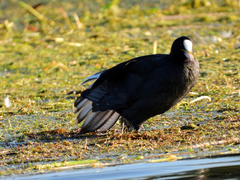 Fulica atra