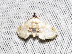 Trichophysetis whitei