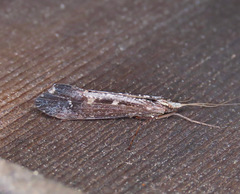 Glyphopsyche irrorata